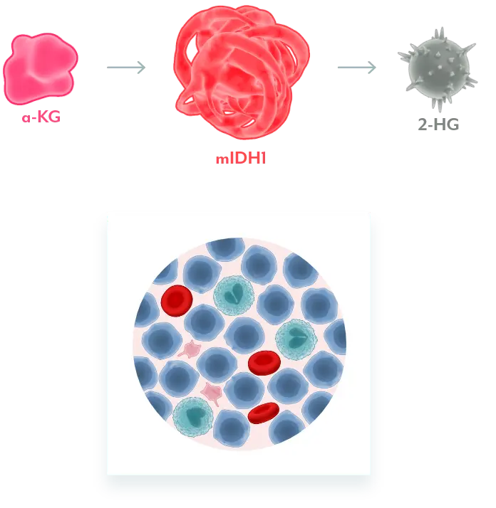 Mutant IDH1 Graphic Illustration of mIDH1 converting α-KG to 2-HG