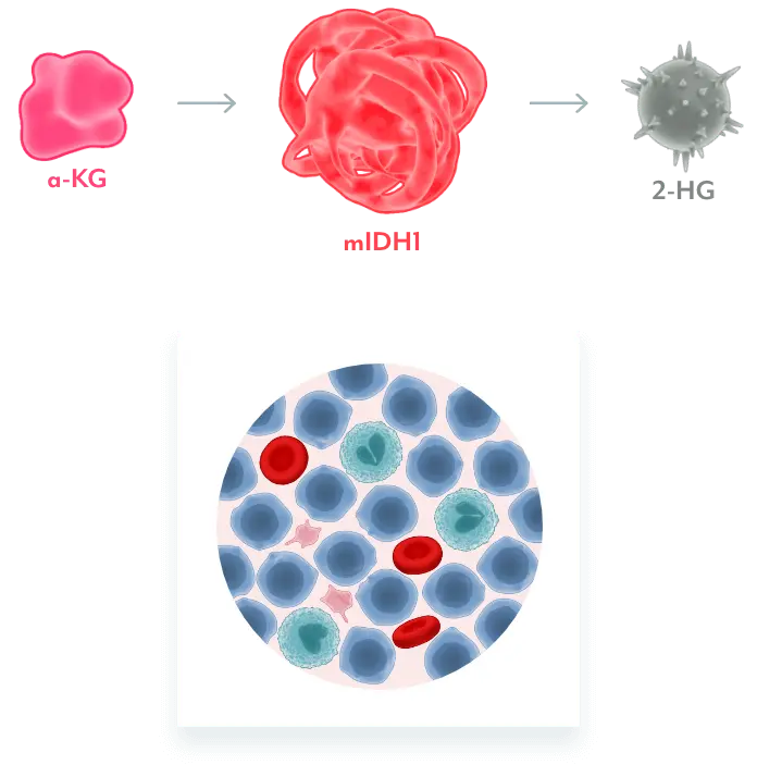 Illustration of mIDH1 converting α-KG to 2-HG
