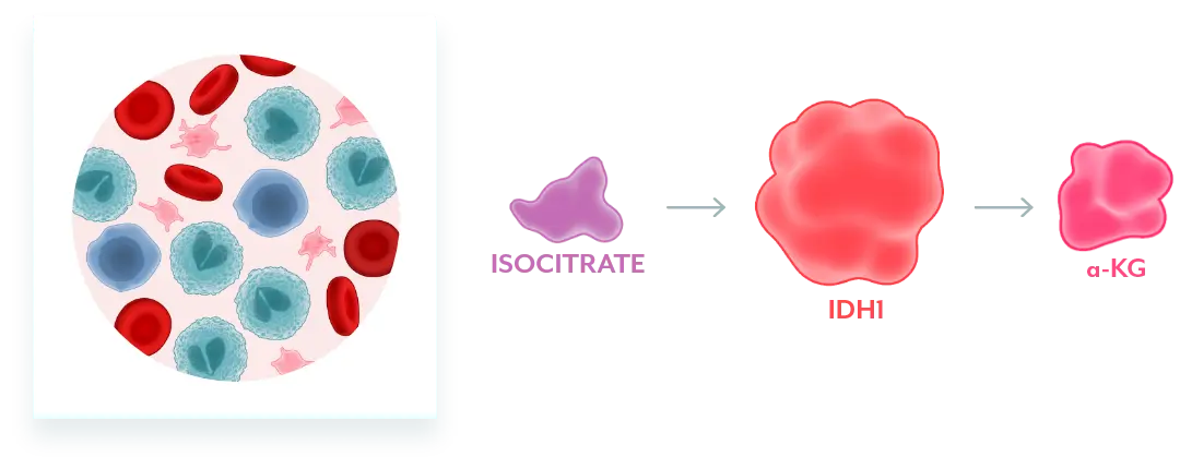 Normal Cellular Function Graphic Illustration of normal cell converting isocitrate to a-KG