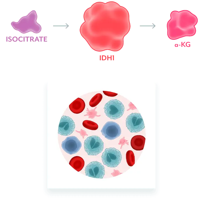 Illustration of normal cell converting isocitrate to a-KG