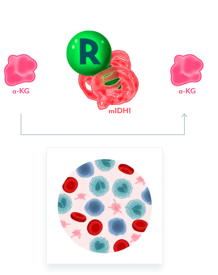 Normal Cellular Function Restoration Graphic Illustration of REZLIDHIA interacting with mIDH1 to prevent a-KG to 2-HG