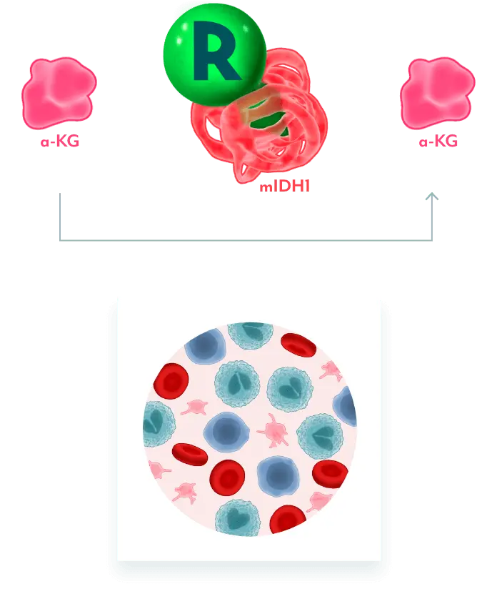 Illustration of REZLIDHIA interacting with mIDH1 to prevent a-KG to 2-HG