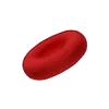 Illustration of a red blood cell